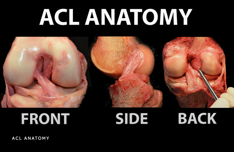 ACL-Anatomy-Image-1